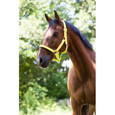 Reitgenickstück Fluo mit Neoprenpolsterung