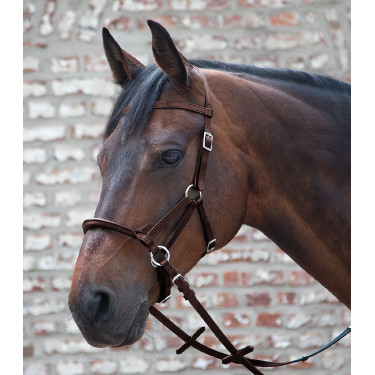 Gebisslose Zäumung fürs Reiten – Lindel von Tellington-Jones