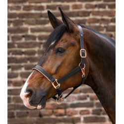 Waldhausen X-Line Lederhalfter Rosé – Reithalfter Waldhausen X-Line Lederhalfter Rosé – Reithalfter