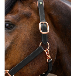 Waldhausen X-Line Lederhalfter Rosé – Reithalfter Waldhausen X-Line Lederhalfter Rosé – Reithalfter