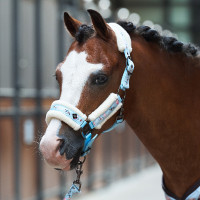 Halfter Imperial Riding Little Champion
