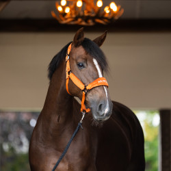 Halfter HV Polo Luxury – gepolstertes Reithalfter Halfter HV Polo Luxury – gepolstertes Reithalfter