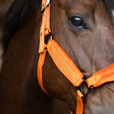 Halfter HV Polo Luxury – gepolstertes Reithalfter Halfter HV Polo Luxury – gepolstertes Reithalfter