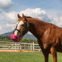 Greenguard-Korb Schwarz