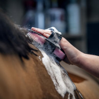 Dusche Schwamm Hippo LeMieux