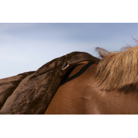 Reitpad Norton Confort Braun Reitpad Norton Confort Braun