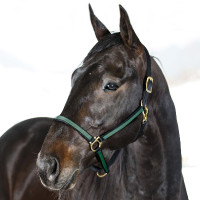 HALFTER YANKEE NYLON 20 MM Schwarz / Grün HALFTER YANKEE NYLON 20 MM Schwarz / Grün