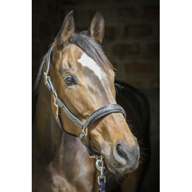 Lederhalfter Pénélope Point Sellier Schwarz Lederhalfter Pénélope Point Sellier Schwarz