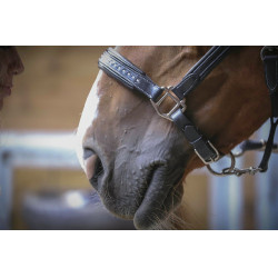 Lederhalfter Pénélope Point Sellier Schwarz