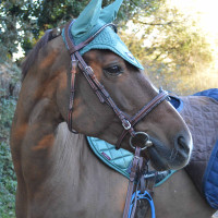 Bridon Flags & Cup Doha Braun Bridon Flags & Cup Doha Braun