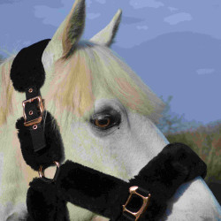 Halfter Equithème Teddy Roségold Halfter Equithème Teddy Roségold