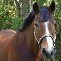 Set Halfter und Führstrick Colca Flags & Cup Sand Beige Set Halfter und Führstrick Colca Flags & Cup Sand Beige