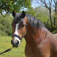 Halfter Chetak BRIGHT Schwarz