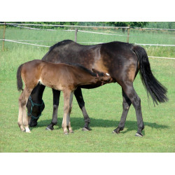 Tränkebecken PF1 Polyfirst La Gée