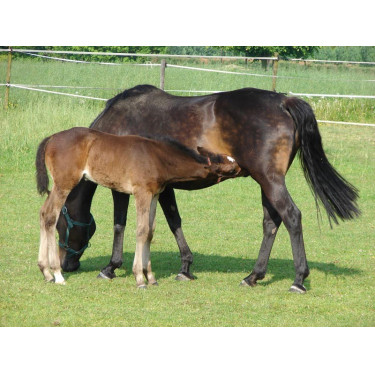 Tränkebecken PF1 Polyfirst La Gée