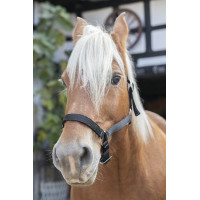 Licol Norton Cheval de Trait Noir
