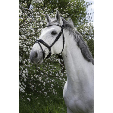 Trensenzaum Norton Pro Strass Trensenzaum Norton Pro Strass