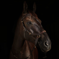 Kombiniertes Reithalfter Orlando Horze bitless aus Leder Braun