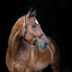 Weiches Lederhalfter Warren Horze Schwarz