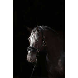 Halfter Classic Soft Covalliero Schwarz