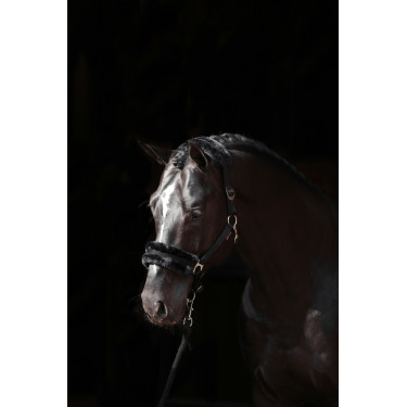 Halfter Classic Soft Covalliero Schwarz