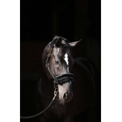 Halfter Classic Soft Covalliero Schwarz