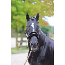 Halfter Classic Soft Covalliero Halfter Classic Soft Covalliero