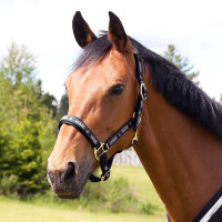 Halfter Hamptons Horze Schwarz Halfter Hamptons Horze Schwarz