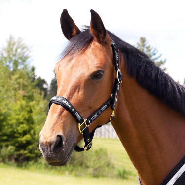 Halfter Hamptons Horze Schwarz