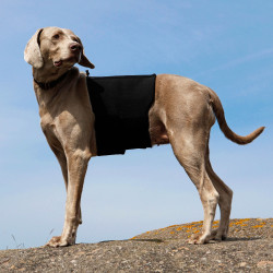 Lendenwirbelgurt Back on Track für Hunde Lendenwirbelgurt Back on Track für Hunde