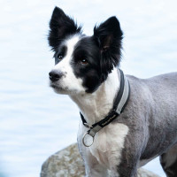 new Schwarz / Silber new Schwarz / Silber