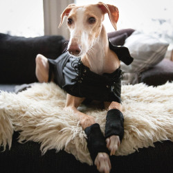 Windhundmantel für Hunde Back on Track Schwarz Windhundmantel für Hunde Back on Track Schwarz