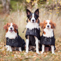 Wasserdichter gefütterter Hundemantel Back on Track Schwarz Wasserdichter gefütterter Hundemantel Back on Track Schwarz