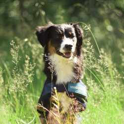 Kühlmantel für Hunde Back on Track Kühlmantel für Hunde Back on Track