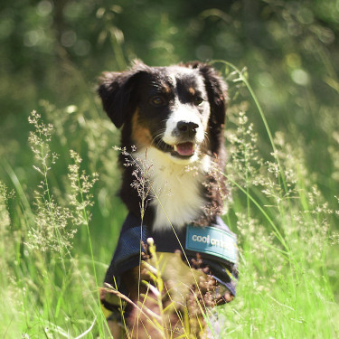 Kühlmantel für Hunde Back on Track Kühlmantel für Hunde Back on Track