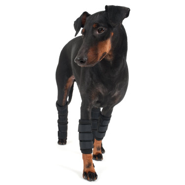 Vorderbeinschutz Back on Track für Hunde Vorderbeinschutz Back on Track für Hunde