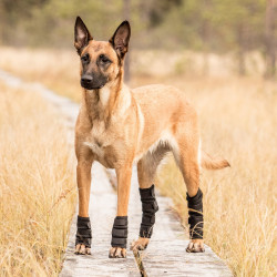 Schutz für Hinterbeine Hund Back on Track Schutz für Hinterbeine Hund Back on Track