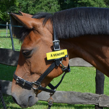 HippiCode Ösen