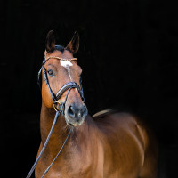 Anatomisches Zaumzeug Clermont Horze Dunkelbraun