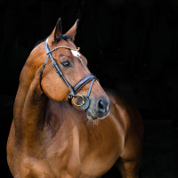 Anatomisches Zaumzeug Clermont Horze Dunkelbraun