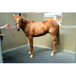 Pegasus Boxmatratze