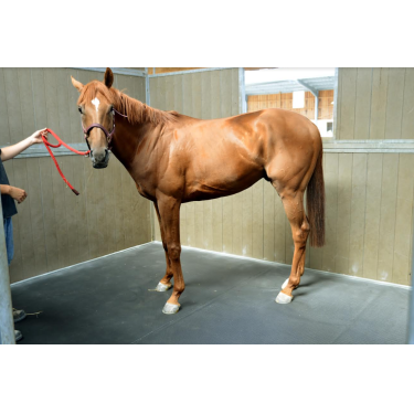 Pegasus Boxmatratze