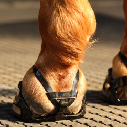 Scoot Boots Enduro Scoot Boots Enduro