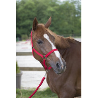 Ensemble licol et longe Club Bleu roi Ensemble licol et longe Club Bleu roi