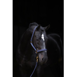 Halfter TopLine Covalliero Halfter TopLine Covalliero