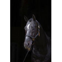 Halfter TopLine Covalliero Schwarz