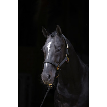Halfter TopLine Covalliero Schwarz