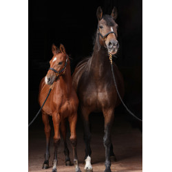Halfter TopLine Covalliero Schwarz