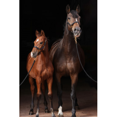 Halfter TopLine Covalliero Schwarz