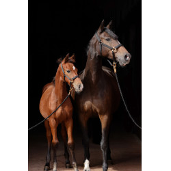 Halfter TopLine Covalliero Schwarz